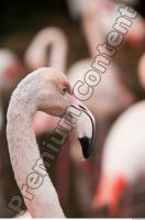 Head texture of pink flamingo 0003